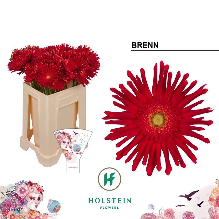 <h4>Gerbera Pasta Brenn</h4>