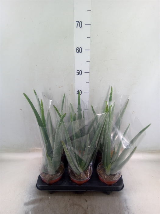 <h4>Aloe vera</h4>
