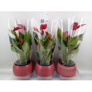 Anthurium  'Banderola Lava'