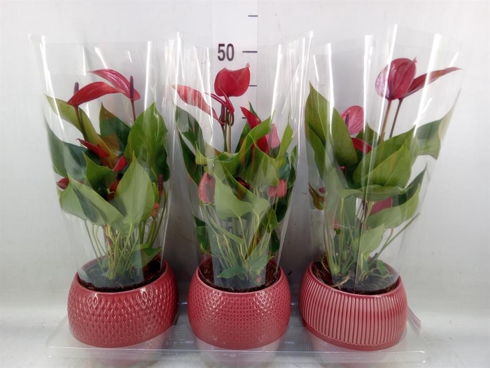 <h4>Anthurium  'Banderola Lava'</h4>