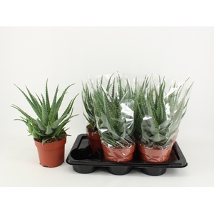 ALOE ARBORESCENS