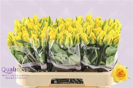 <h4>R GR MOONWALK</h4>