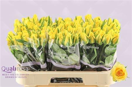 <h4>R GR MOONWALK</h4>