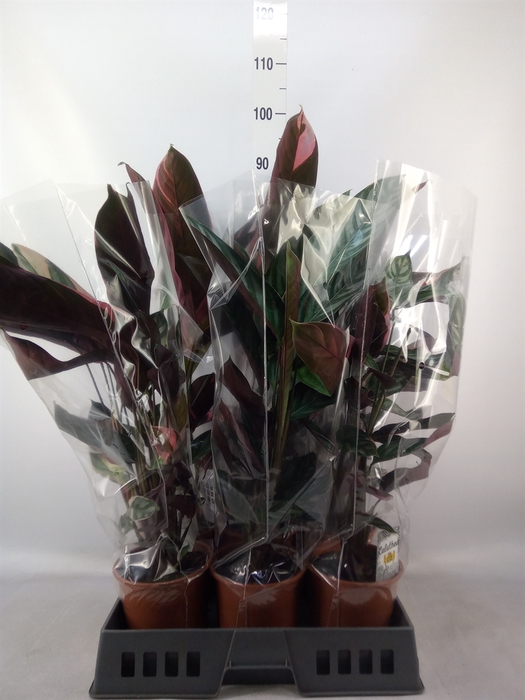 <h4>Calathea   ...</h4>