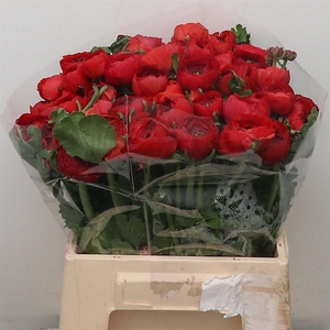 Ran Su Testarosso Red Extra (fr)