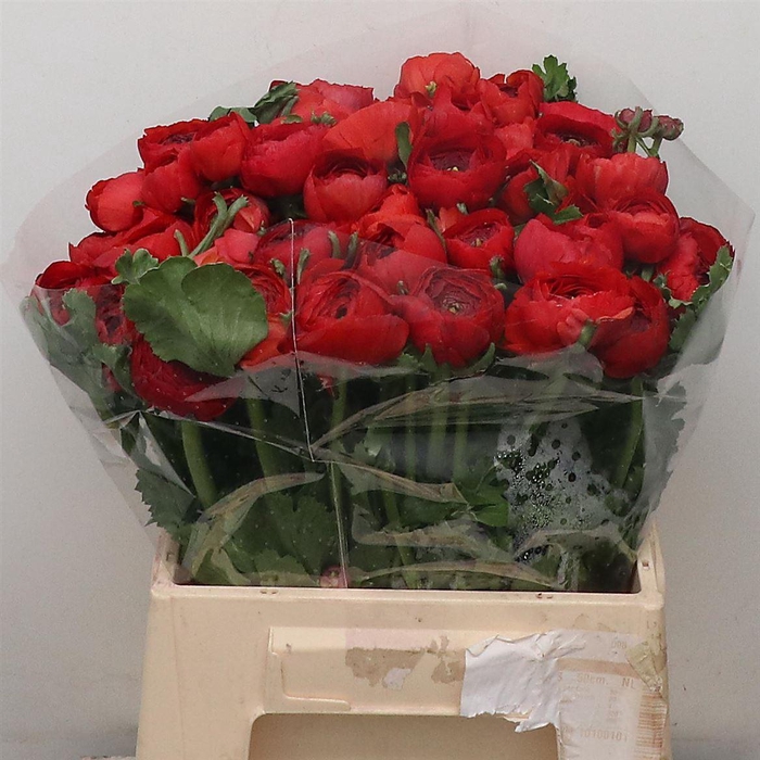 <h4>Ran Su Testarosso Red Extra (fr)</h4>