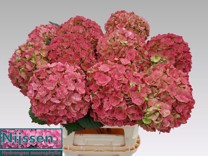 <h4>HYDR M ADORA CL</h4>