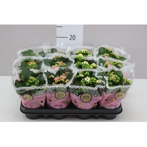 Kalanchoe Calandiva Mix Special