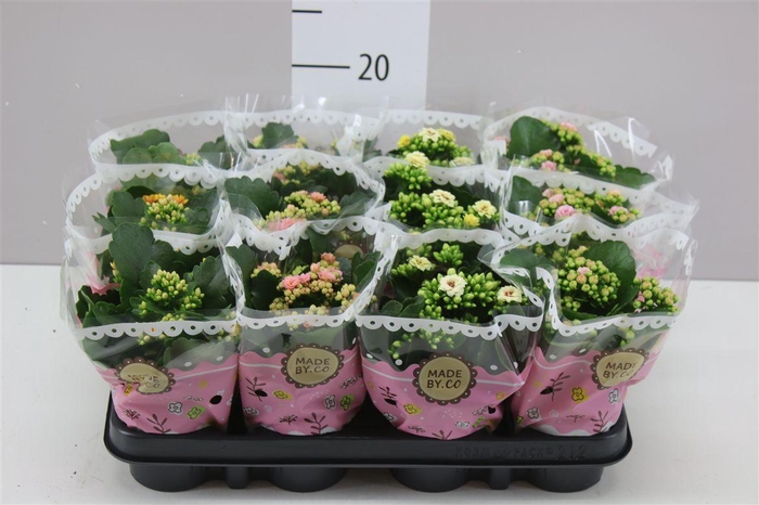 <h4>Kalanchoe Calandiva Mix Special</h4>