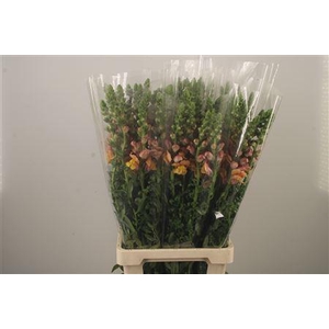 Antirrhinum It. Orange