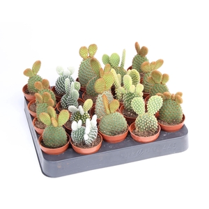 Opuntia