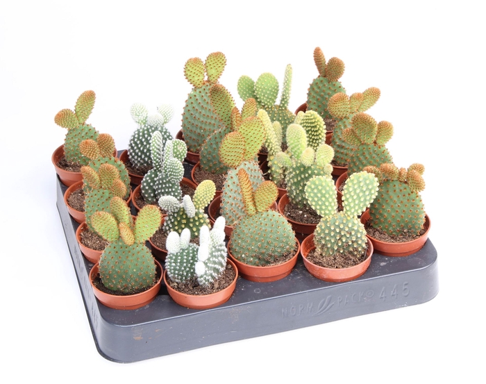 <h4>Opuntia</h4>