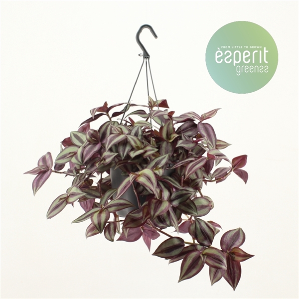 <h4>Tradescantia Zebrina Violet hangpot</h4>