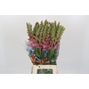 Antirrhinum Potomac Pink