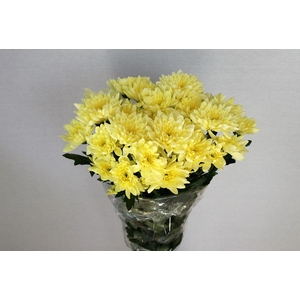 Chrys sp baltica cream