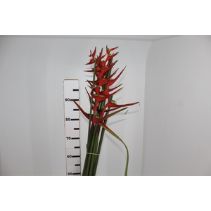 HELICONIA VELLOZIANA