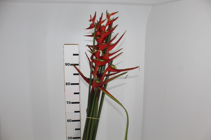 <h4>HELICONIA VELLOZIANA</h4>