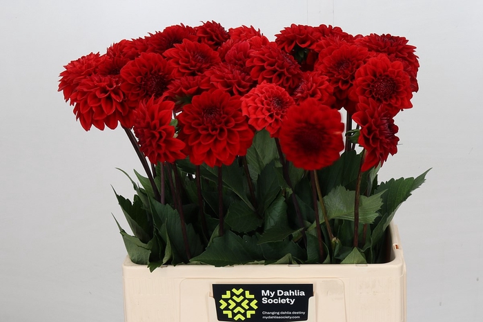 <h4>Dahlia Red Cap</h4>