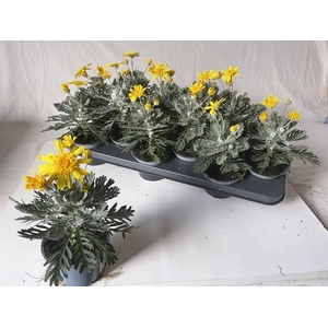 EURYOPS SILVER STAR