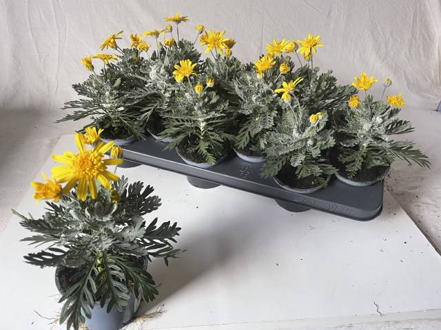 EURYOPS SILVER STAR