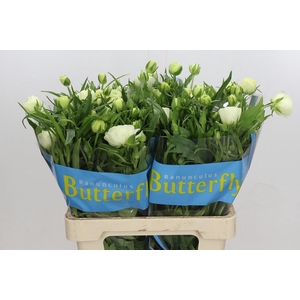 Ranunculus Butterfly Ninos