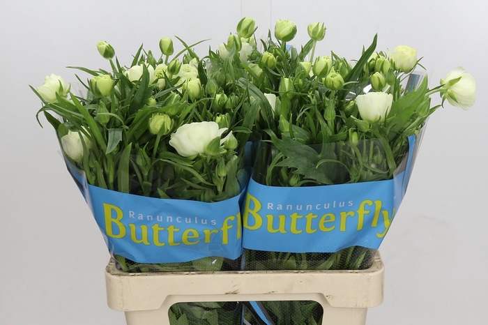 <h4>Ranunculus Butterfly Ninos</h4>