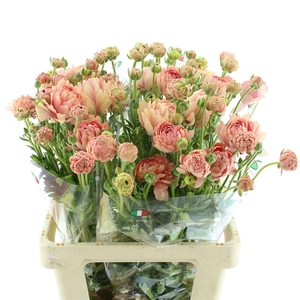 Ran Nat Moderna Riviera