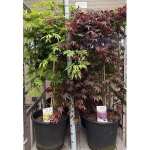 Acer overig