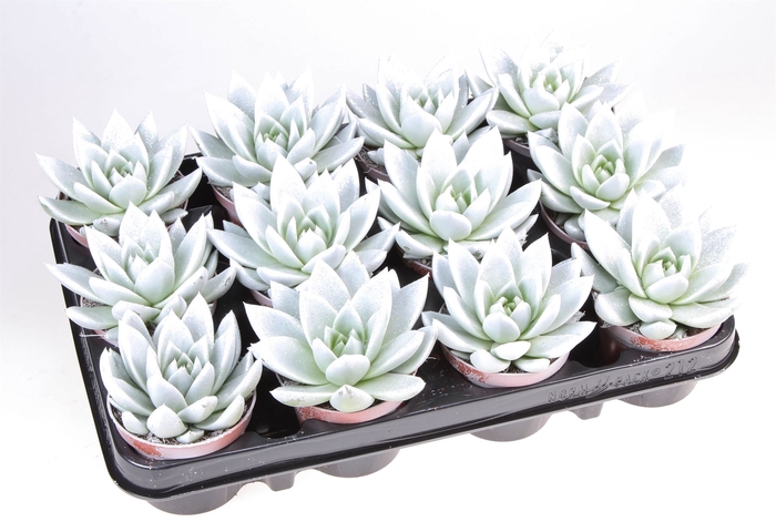 <h4>Echeveria  'Miranda'</h4>