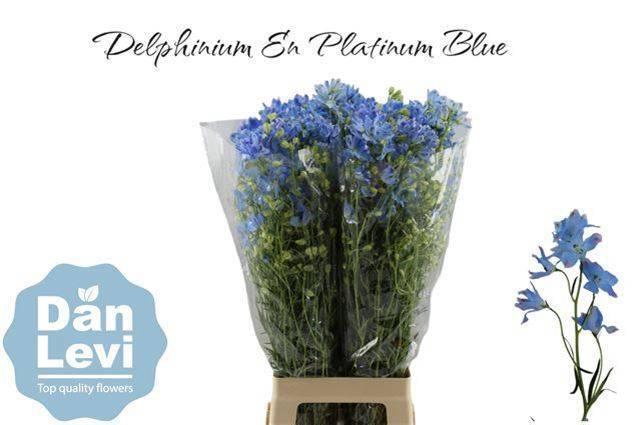 <h4>DELPH EN M PLAT BLUE</h4>