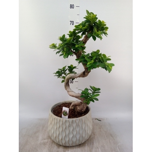 Ficus microcarpa 'Ginseng'