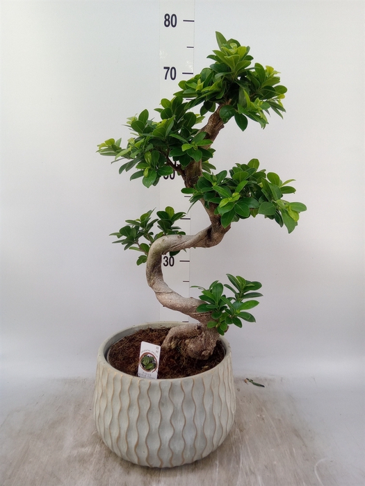 <h4>Ficus microcarpa 'Ginseng'</h4>