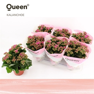 Kalanchoe Augusta Paars P14 Queen