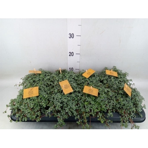 Pilea glaucophylla 'Greyzy'