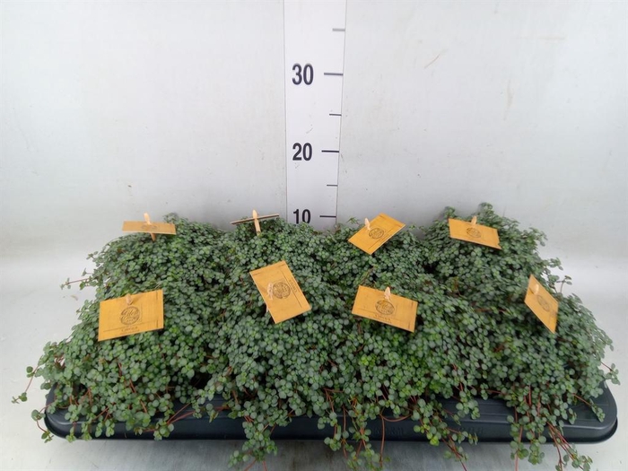 <h4>Pilea glaucophylla 'Greyzy'</h4>