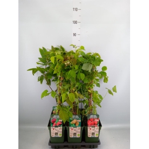 Fruit trees and shrubs   ...