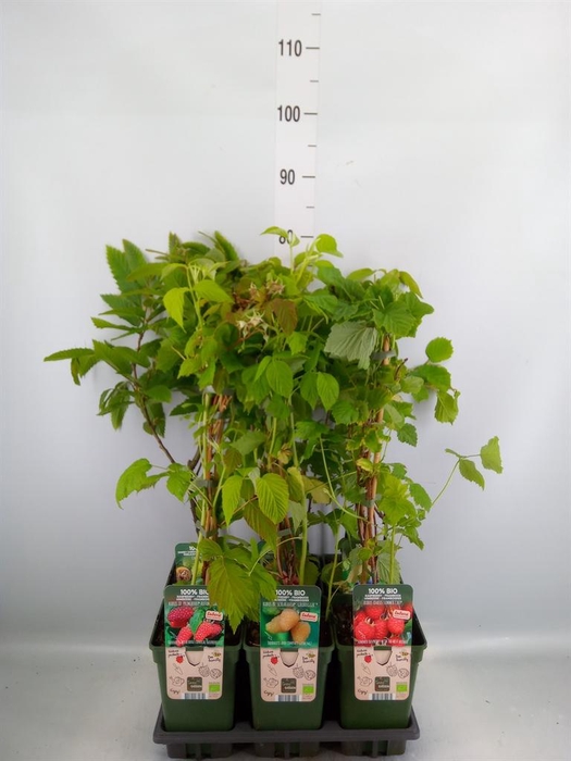 <h4>Fruit trees and shrubs   ...</h4>