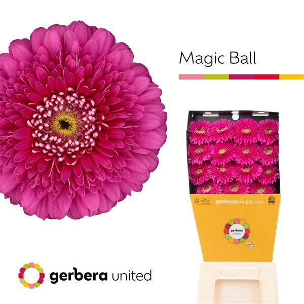 <h4>Ge Gr Pomponi Magic Ball Diamond United</h4>