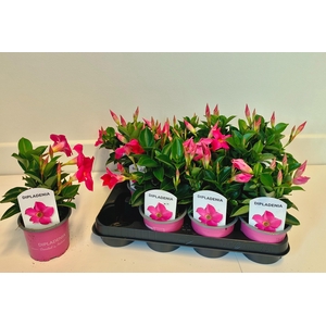 MANDE RIO PINK