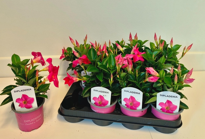 <h4>MANDE RIO PINK</h4>