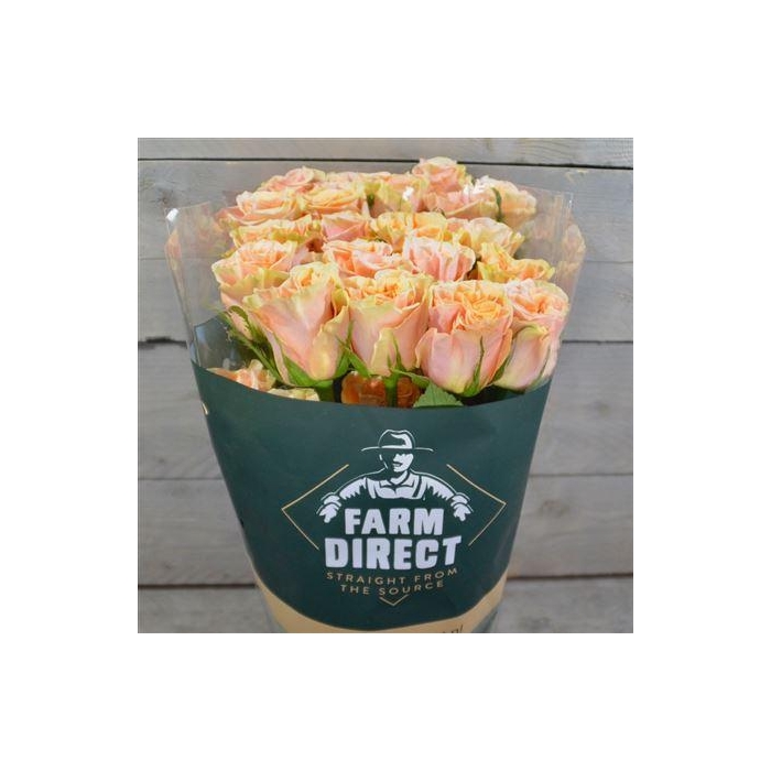 <h4>R Gr Phoenix</h4>