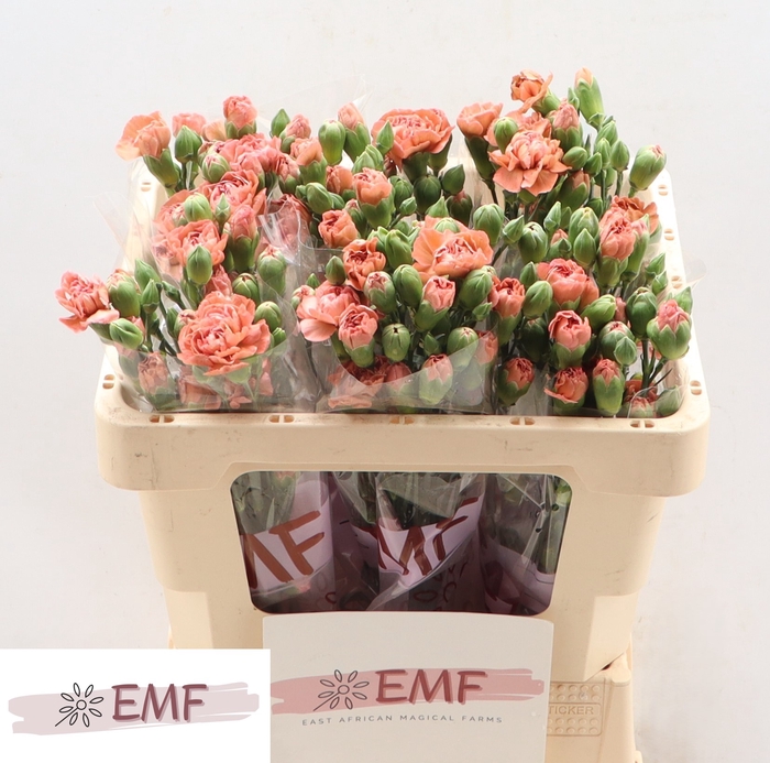 <h4>Di Tr 'miss Indie'</h4>