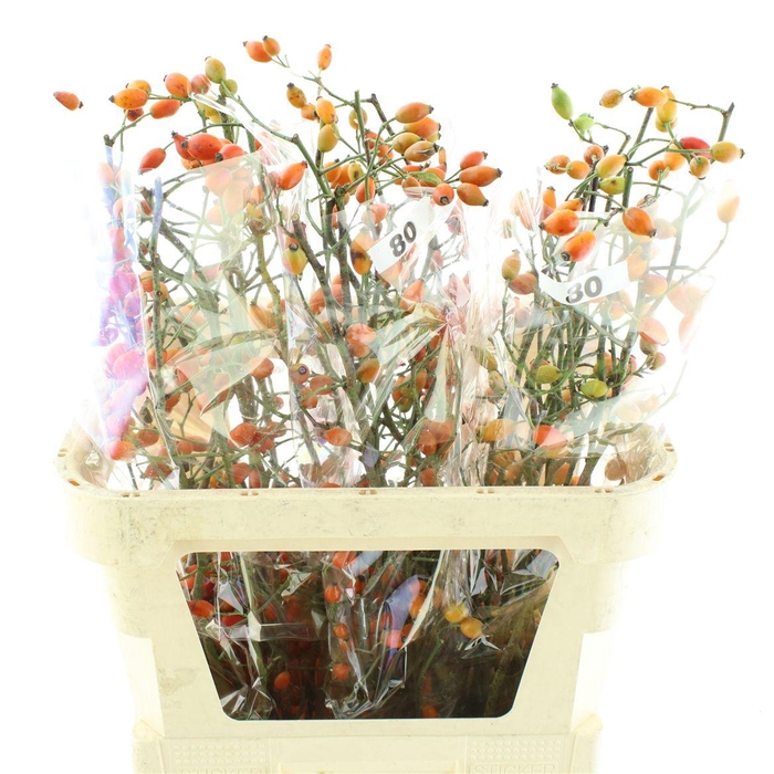 <h4>Rose Zaffiro</h4>