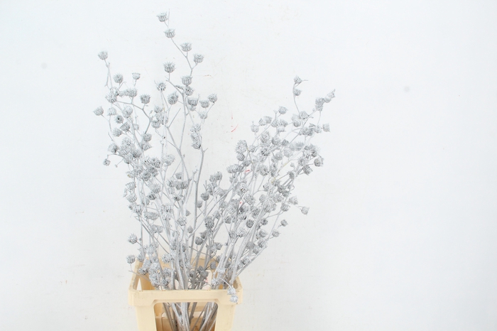 <h4>DF Lavatera Bs Silver 120g</h4>