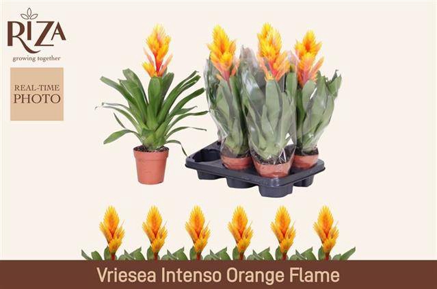 <h4>VRIES INTENSO FLAME</h4>