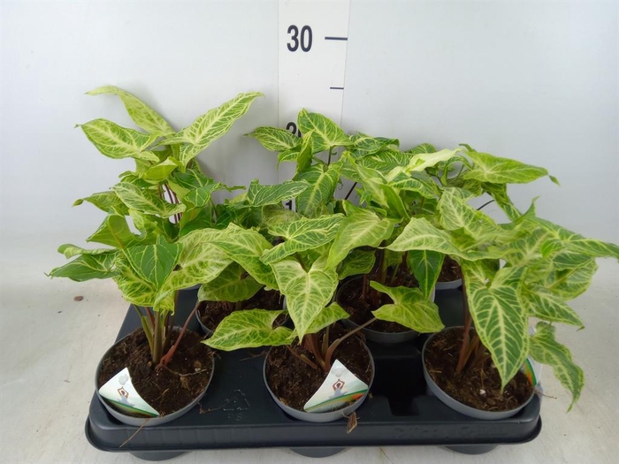 <h4>Syngonium   ...</h4>