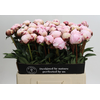 Paeonia lact. 'Sarah Bernhard'