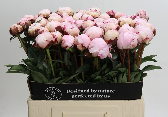 <h4>Paeonia lact. 'Reine Hortense'</h4>