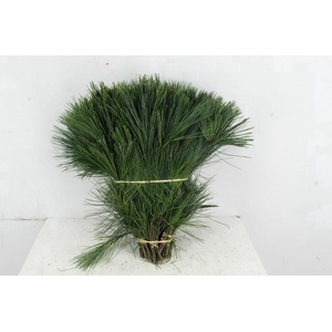 PINUS STROBUS PER STEM 40CM