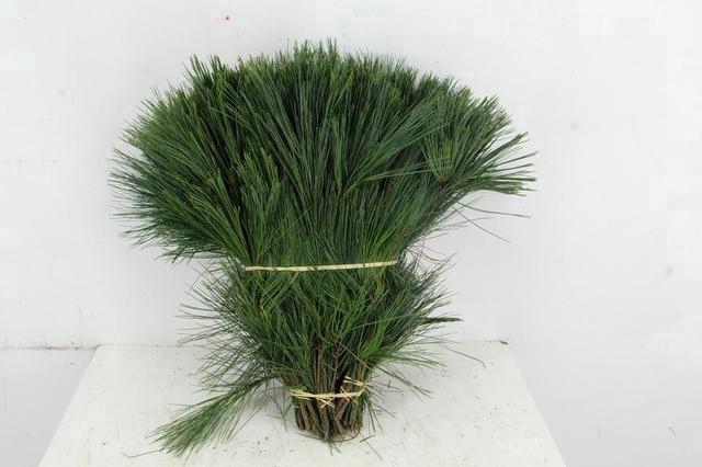 <h4>PINUS STROBUS PER STEM 40CM</h4>